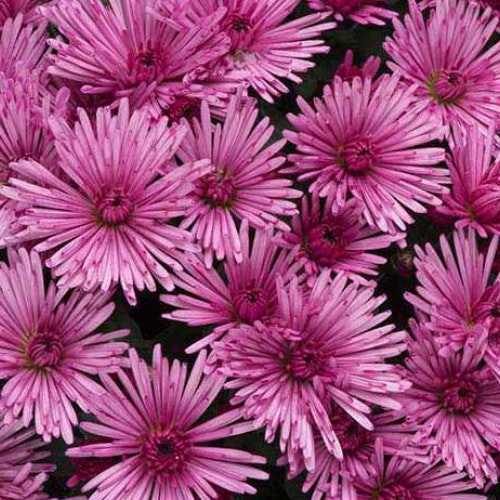 Chrysanthemums care our guide to buy and grow these jazzy blooms